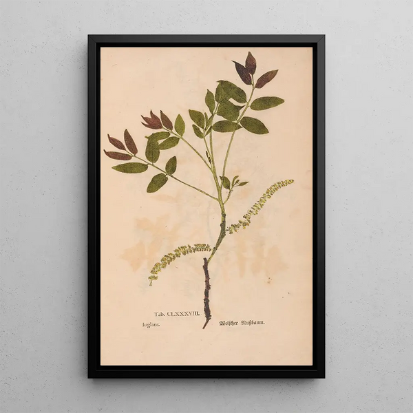 Ectypa vegetabilium Pl188 - Christian Gottlieb Ludwig — cuadro enmarcado en la pared