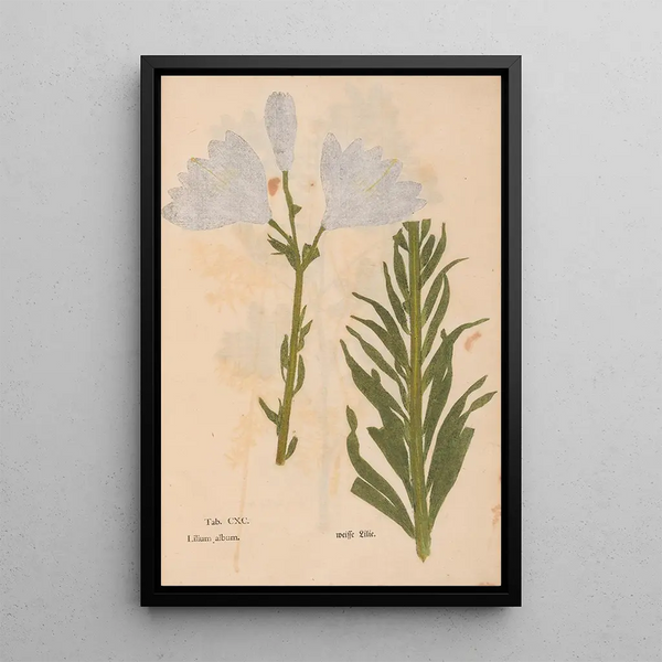 Ectypa vegetabilium Pl190 - Christian Gottlieb Ludwig — cuadro enmarcado en la pared