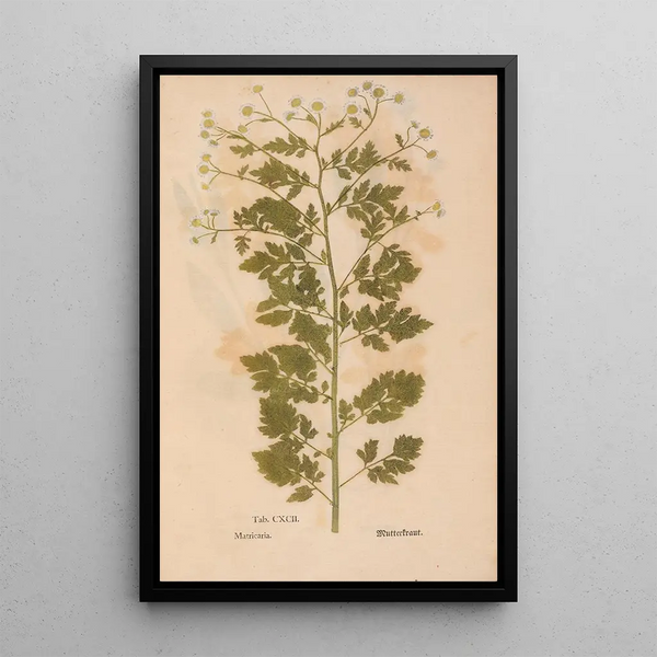 Ectypa vegetabilium Pl192 - Christian Gottlieb Ludwig — cuadro enmarcado en la pared