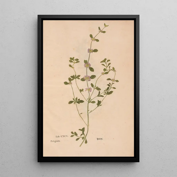 Ectypa vegetabilium Pl195 - Christian Gottlieb Ludwig — cuadro enmarcado en la pared