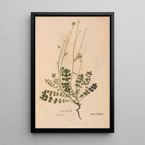 Ectypa vegetabilium Pl197 - Christian Gottlieb Ludwig — cuadro enmarcado en la pared