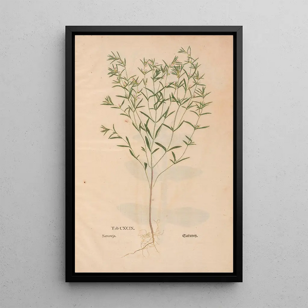Ectypa vegetabilium Pl199 - Christian Gottlieb Ludwig — cuadro enmarcado en la pared