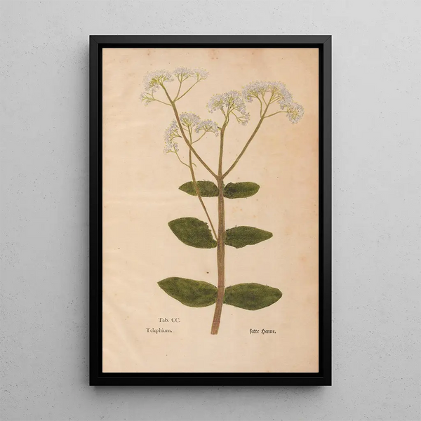 Ectypa vegetabilium Pl200 - Christian Gottlieb Ludwig — cuadro enmarcado en la pared