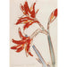 Amaryllis rojo - Christian Rohlfs — vista de la obra