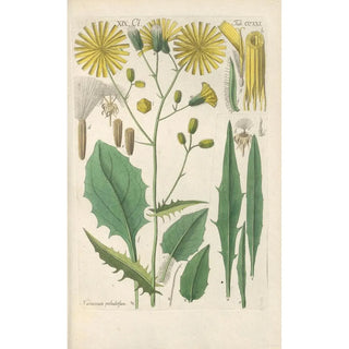 Christian Schkuhr - Botanisches Handbuch Pl09.webp
