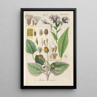 Christian Schkuhr - Botanisches Handbuch Pl22.webp