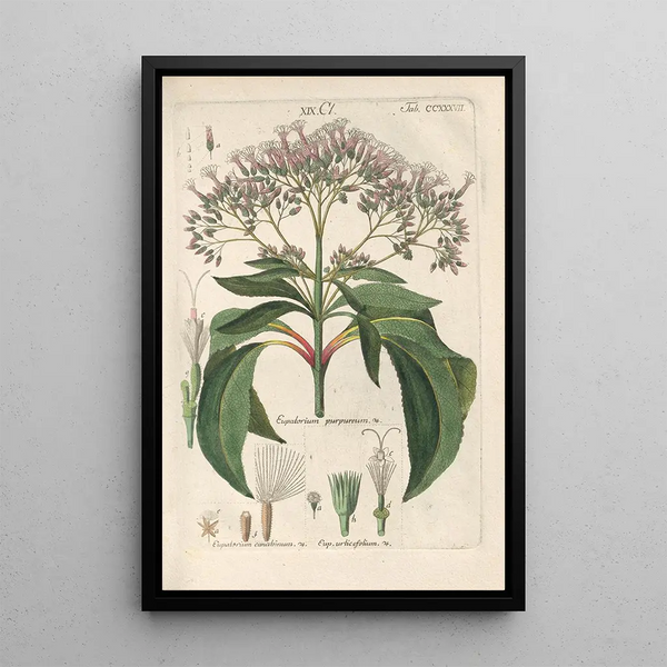 Christian Schkuhr - Botanisches Handbuch Pl25.webp