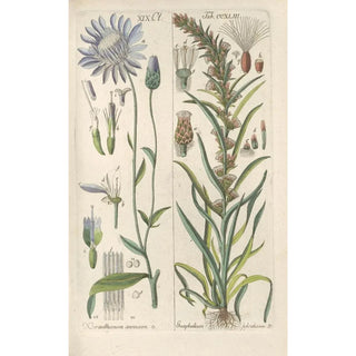 Christian Schkuhr - Botanisches Handbuch Pl31.webp