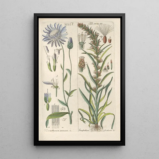 Christian Schkuhr - Botanisches Handbuch Pl31.webp