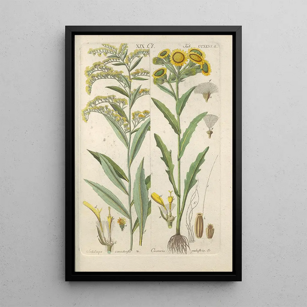 Botanical Manual Painting Pl34 - Christian Schkuhr — framed artwork on a wall