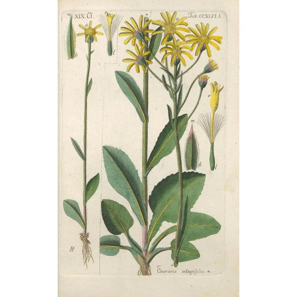 Botanical Manual Painting Pl35 - Christian Schkuhr — framed artwork on a wall