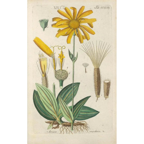 Botanical Manual Painting Pl37 - Christian Schkuhr — framed artwork on a wall