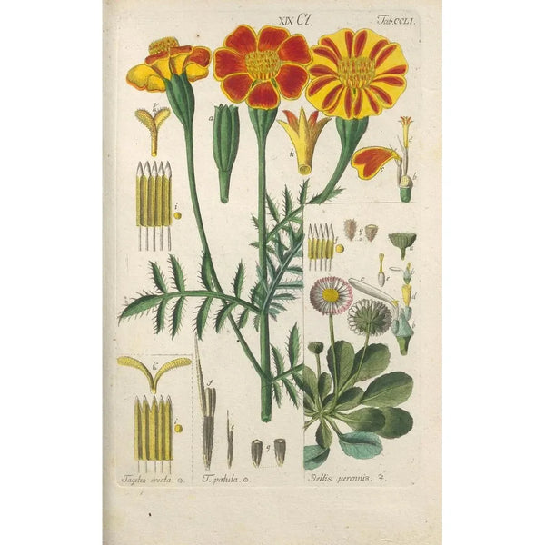 Botanical Manual Painting Pl41 - Christian Schkuhr — framed artwork on a wall