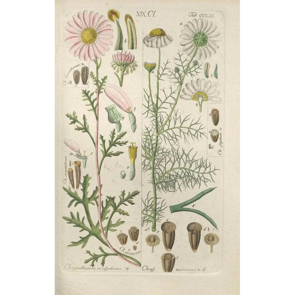 Botanical Manual Painting Pl43 - Christian Schkuhr — framed artwork on a wall