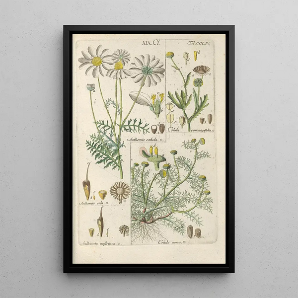 Botanical Manual Painting Pl45 - Christian Schkuhr — framed artwork on a wall