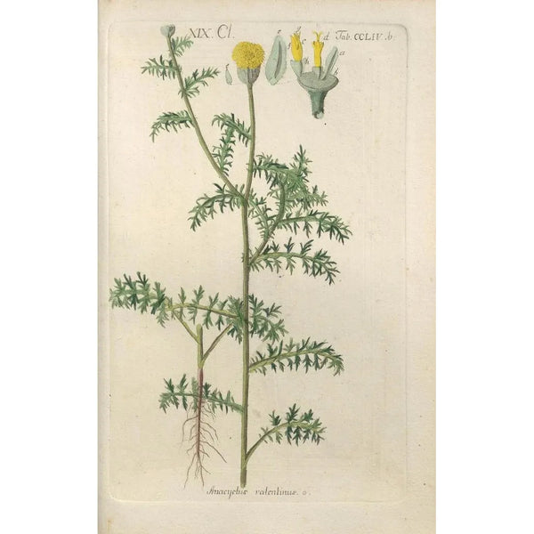 Botanical Manual Painting Pl46 - Christian Schkuhr — framed artwork on a wall