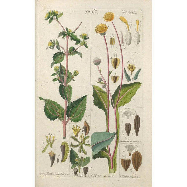 Botanical Manual Painting Pl48 - Christian Schkuhr — framed artwork on a wall