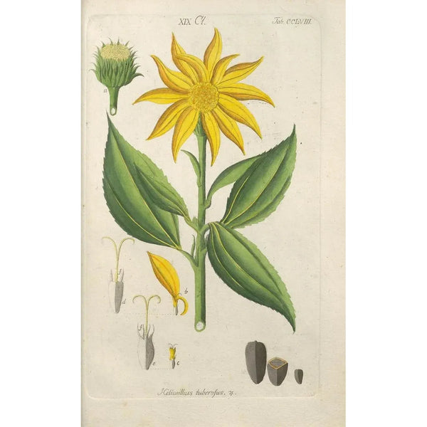 Botanical Manual Painting Pl50 - Christian Schkuhr — framed artwork on a wall