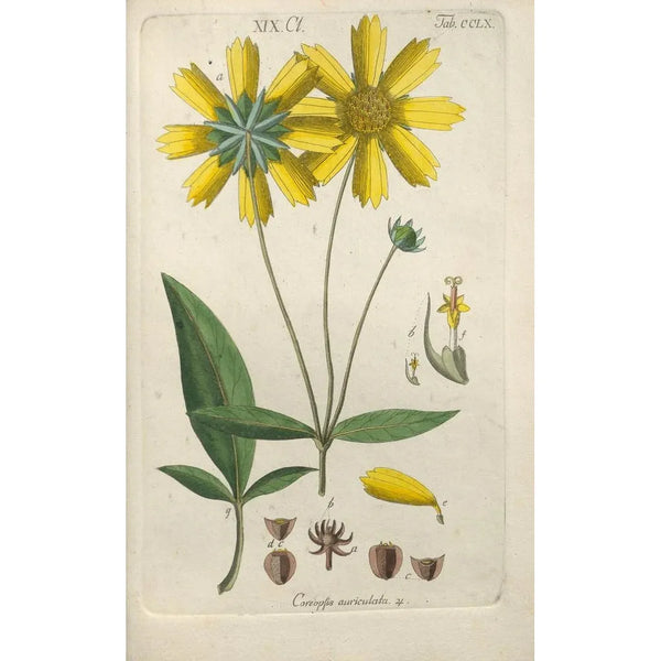 Botanical Manual Painting Pl52 - Christian Schkuhr — framed artwork on a wall