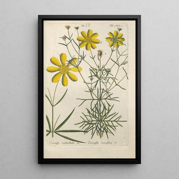 Botanical Manual Painting Pl53 - Christian Schkuhr — framed artwork on a wall