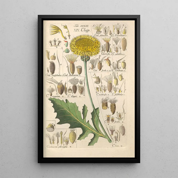 Botanical Manual Painting Pl54 - Christian Schkuhr — framed artwork on a wall