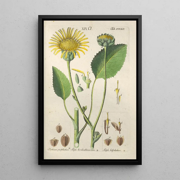 Botanical Manual Painting Pl56 - Christian Schkuhr — framed artwork on a wall