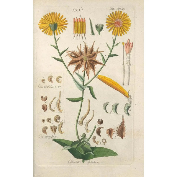 Botanical Manual Painting Pl59 - Christian Schkuhr — framed artwork on a wall