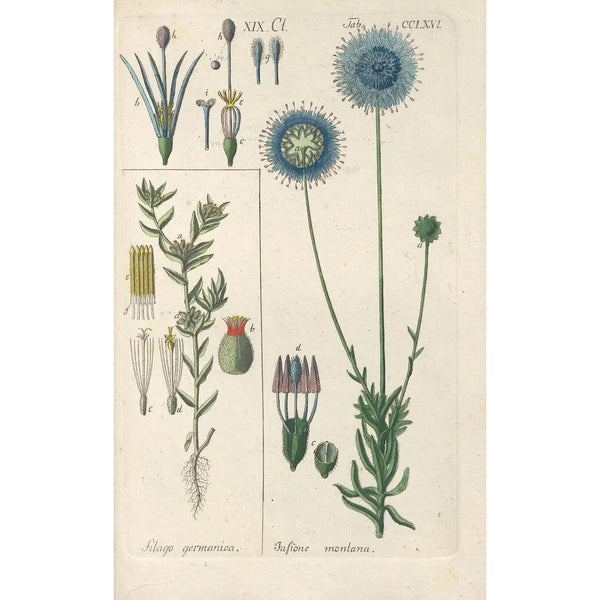 Botanical Manual Painting Pl60 - Christian Schkuhr — framed artwork on a wall