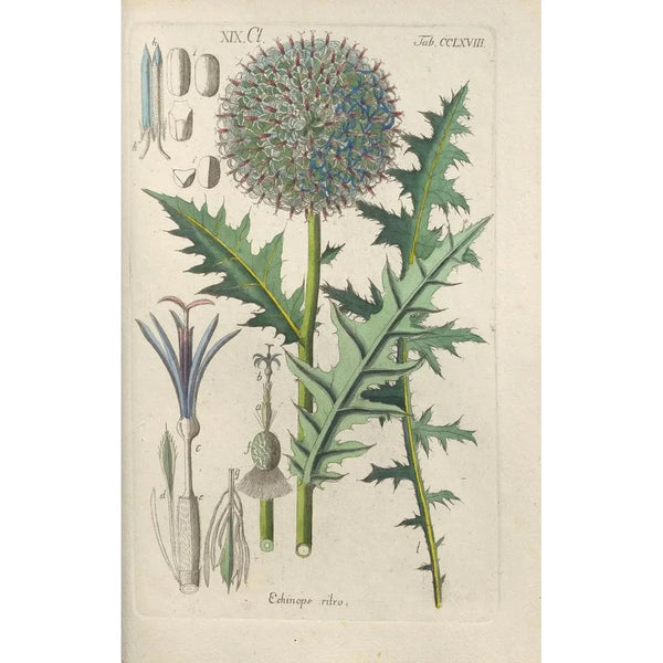 Botanical Manual Painting Pl62 - Christian Schkuhr — framed artwork on a wall