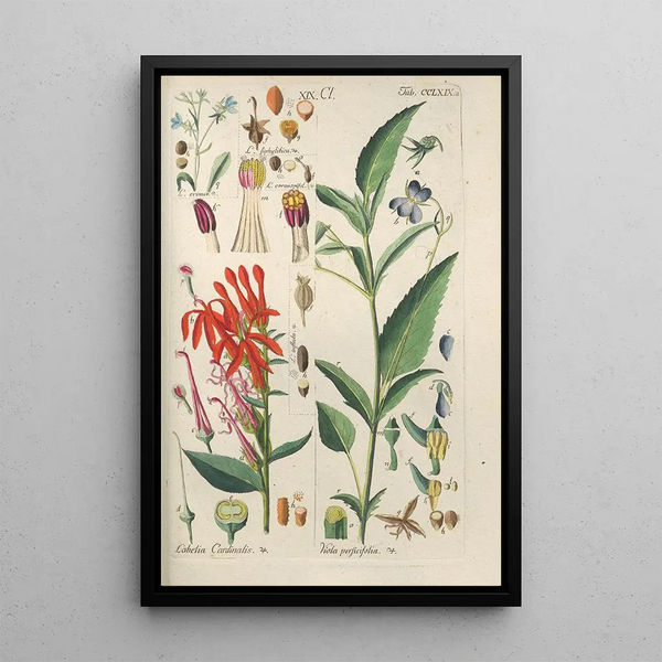 Botanical Manual Painting Pl63 - Christian Schkuhr — framed artwork on a wall