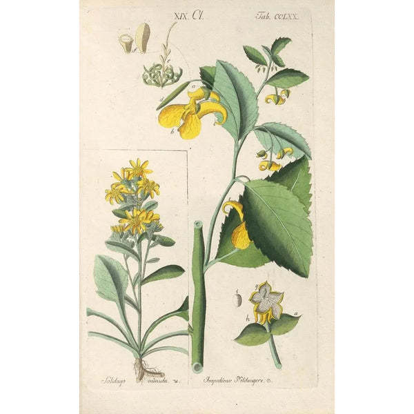 Botanical Manual Painting Pl65 - Christian Schkuhr — framed artwork on a wall