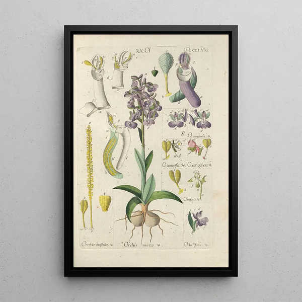 Botanical Manual Painting Pl66 - Christian Schkuhr — framed artwork on a wall