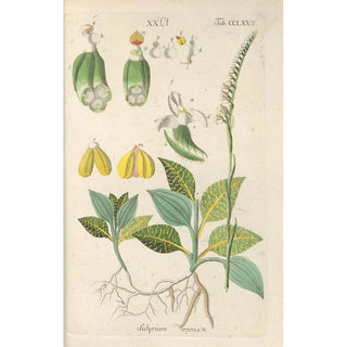 Christian Schkuhr - Botanisches Handbuch Pl67.webp