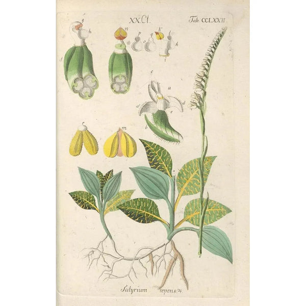 Botanical Manual Painting Pl67 - Christian Schkuhr — framed artwork on a wall