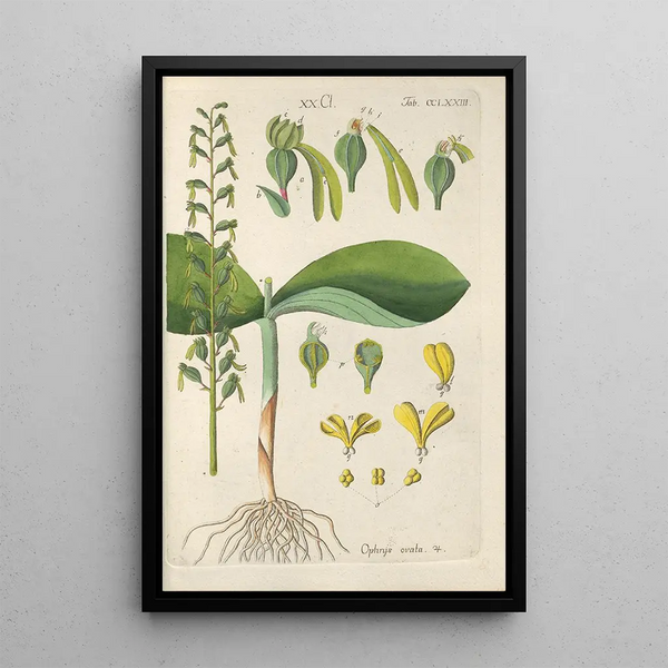 Botanical Manual Painting Pl68 - Christian Schkuhr — framed artwork on a wall