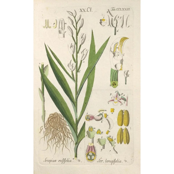 Botanical Manual Painting Pl69 - Christian Schkuhr — framed artwork on a wall