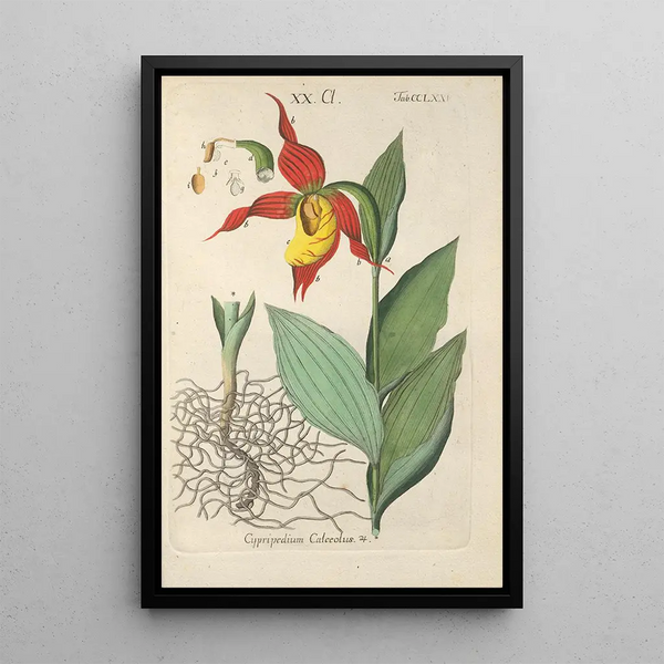 Botanical Manual Painting Pl70 - Christian Schkuhr — framed artwork on a wall