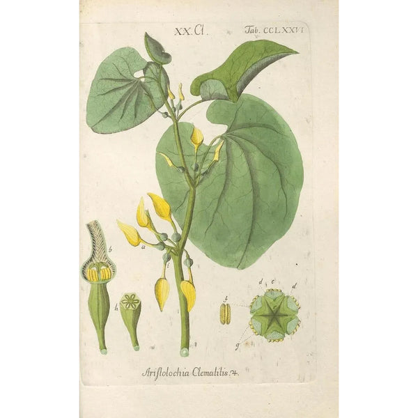 Botanical Manual Painting Pl71 - Christian Schkuhr — framed artwork on a wall