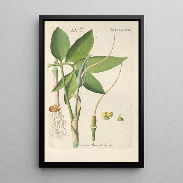 Manuel botanique Pl72 - Christian Schkuhr — framed artwork on a wall