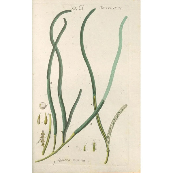 Botanical Manual Painting Pl74 - Christian Schkuhr — framed artwork on a wall