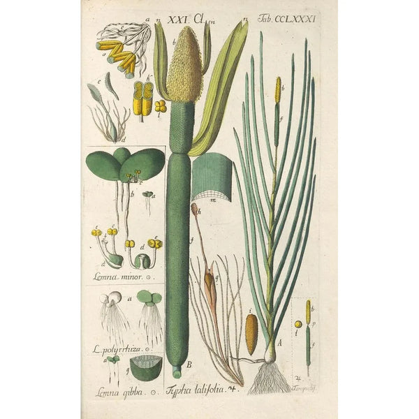 Botanical Manual Painting Pl76 - Christian Schkuhr — framed artwork on a wall
