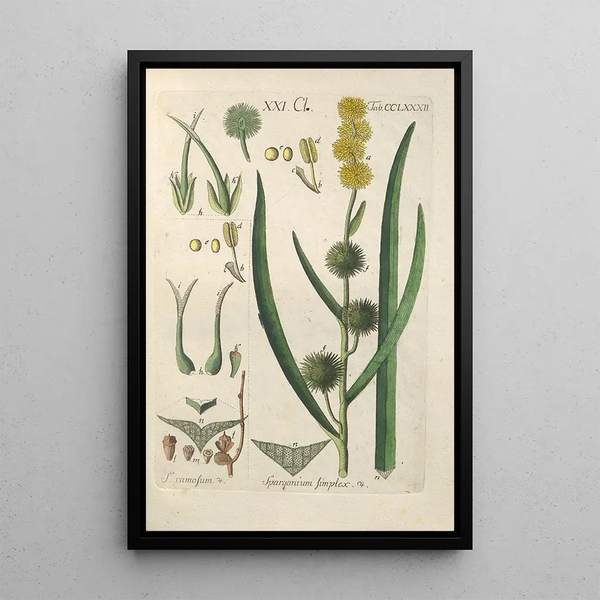 Botanical Manual Painting Pl77 - Christian Schkuhr — framed artwork on a wall
