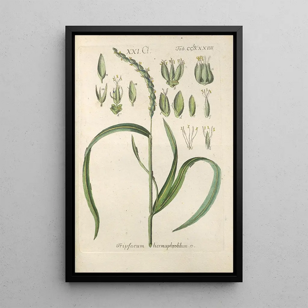 Botanical Manual Painting Pl79 - Christian Schkuhr — framed artwork on a wall