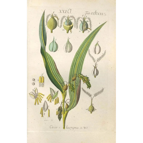 Botanical Manual Painting Pl80 - Christian Schkuhr — framed artwork on a wall