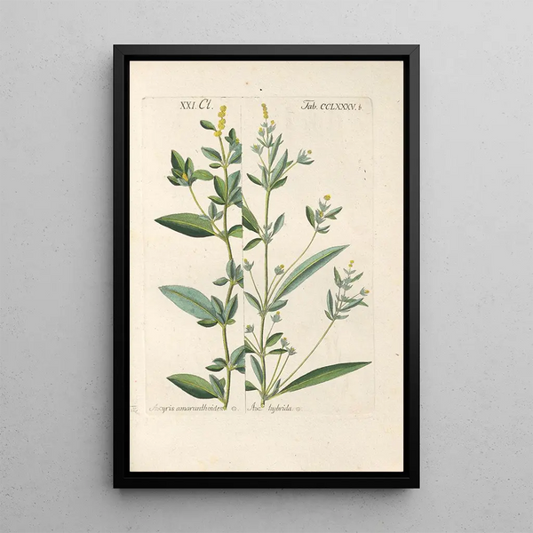 Botanical Manual Painting Pl81 - Christian Schkuhr — framed artwork on a wall