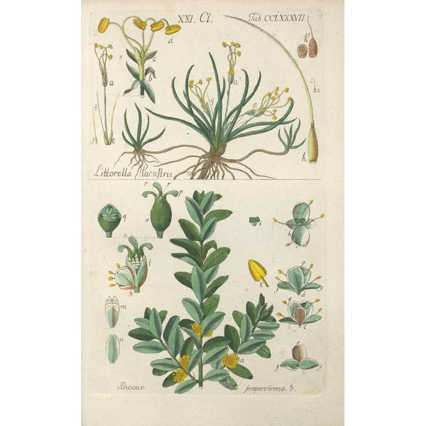 Botanical Manual Painting Pl82 - Christian Schkuhr — framed artwork on a wall