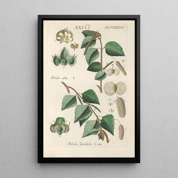 Botanical Manual Painting Pl83 - Christian Schkuhr — framed artwork on a wall