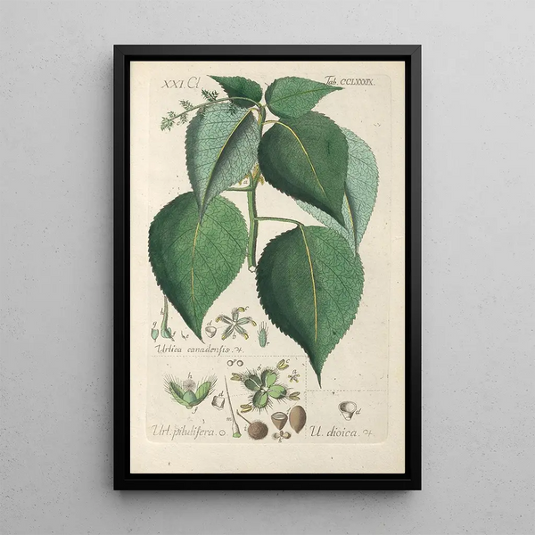 Botanical Manual Painting Pl84 - Christian Schkuhr — framed artwork on a wall
