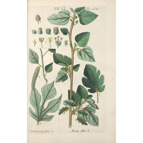 Botanical Manual Painting Pl85 - Christian Schkuhr — framed artwork on a wall