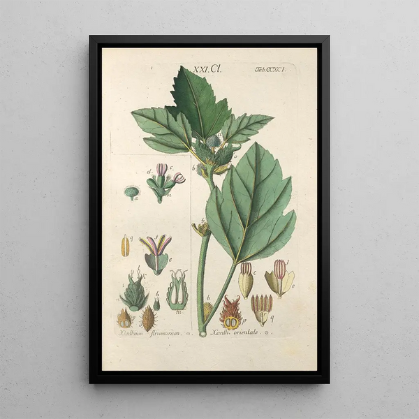Botanical Manual Painting Pl86 - Christian Schkuhr — framed artwork on a wall